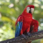 learn-spanish-in-tambopata (1)